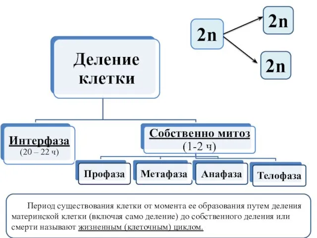 2n 2n 2n Период существования клетки от момента ее образования