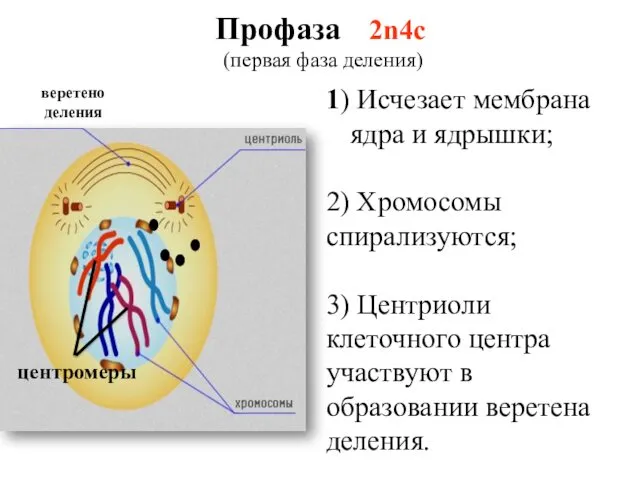 Профаза 2n4c (первая фаза деления) 1) Исчезает мембрана ядра и