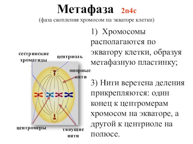 Метафаза 2n4c (фаза скопления хромосом на экваторе клетки) сестринские хроматиды