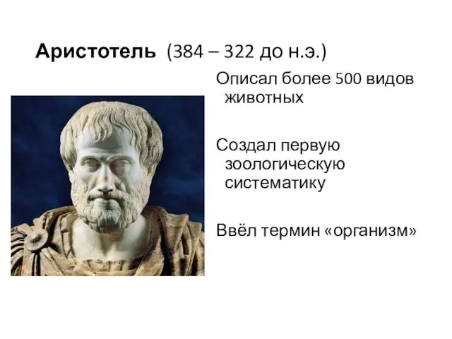 Аристотель (384 – 322 до н.э.) Описал более 500 видов животных Создал первую