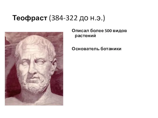 Теофраст (384-322 до н.э.) Описал более 500 видов растений Основатель ботаники