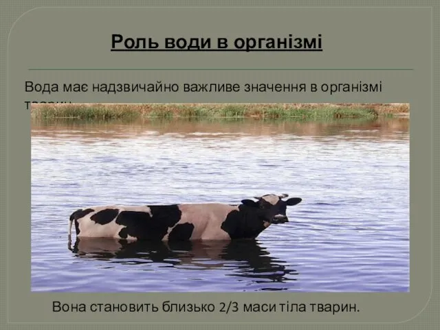 Роль води в організмі Вона становить близько 2/3 маси тіла тварин. Вода має