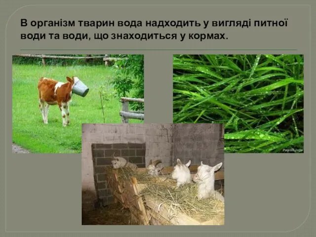 В організм тварин вода надходить у вигляді питної води та води, що знаходиться у кормах.