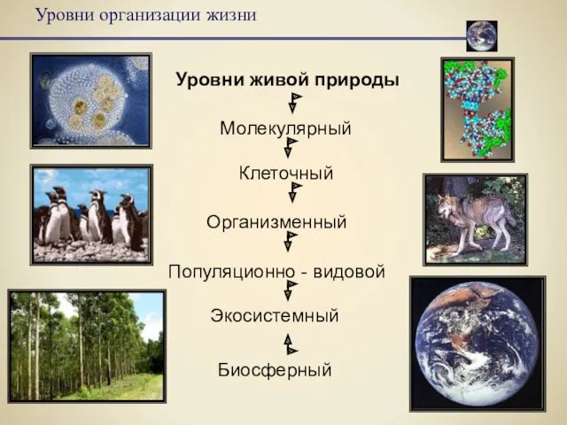 Уровни организации жизни Уровни живой природы Клеточный Организменный Популяционно - видовой Экосистемный Биосферный Молекулярный