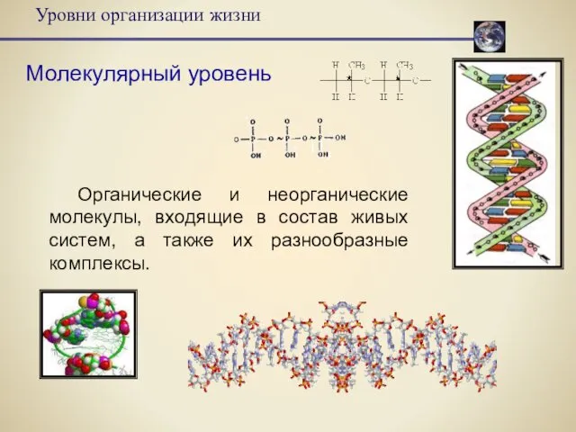 Уровни организации жизни Молекулярный уровень Органические и неорганические молекулы, входящие