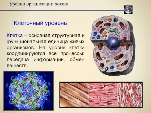 Уровни организации жизни Клеточный уровень Клетка – основная структурная и