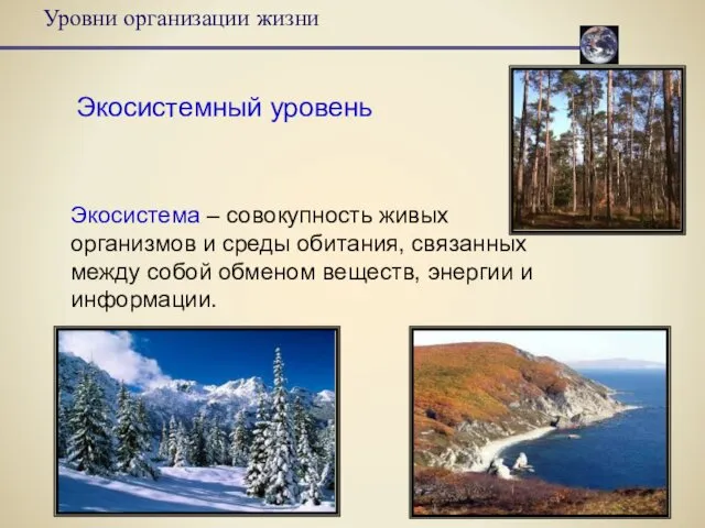 Уровни организации жизни Экосистемный уровень Экосистема – совокупность живых организмов