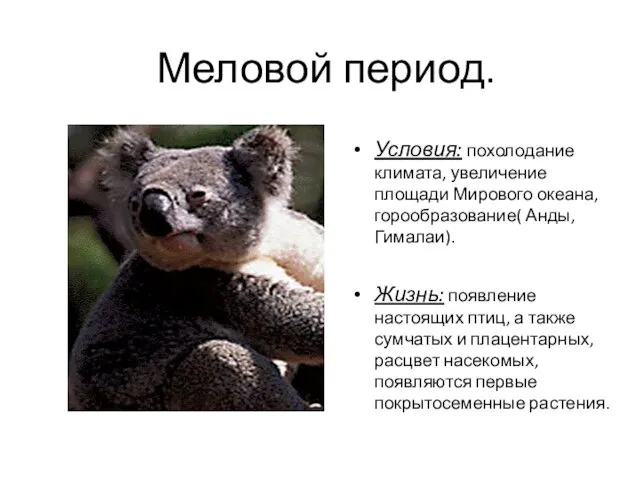 Меловой период. Условия: похолодание климата, увеличение площади Мирового океана, горообразование(