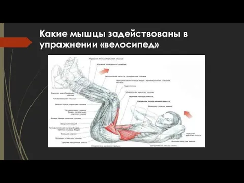 Какие мышцы задействованы в упражнении «велосипед»