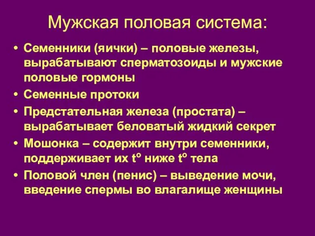 Мужская половая система: Семенники (яички) – половые железы, вырабатывают сперматозоиды