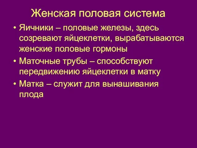 Женская половая система Яичники – половые железы, здесь созревают яйцеклетки,