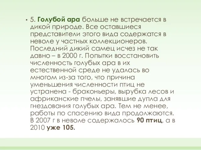 5. Голубой ара больше не встречается в дикой природе. Все