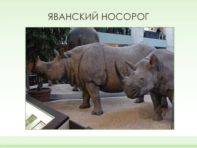 ЯВАНСКИЙ НОСОРОГ