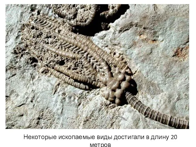 Некоторые ископаемые виды достигали в длину 20 метров