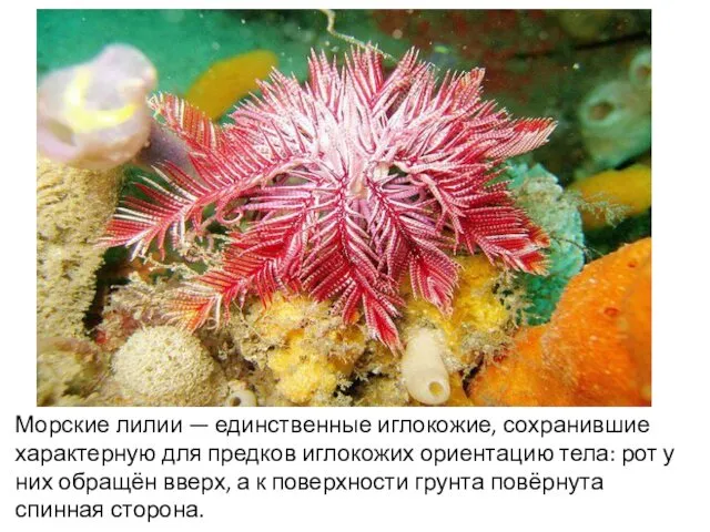 Морские лилии — единственные иглокожие, сохранившие характерную для предков иглокожих