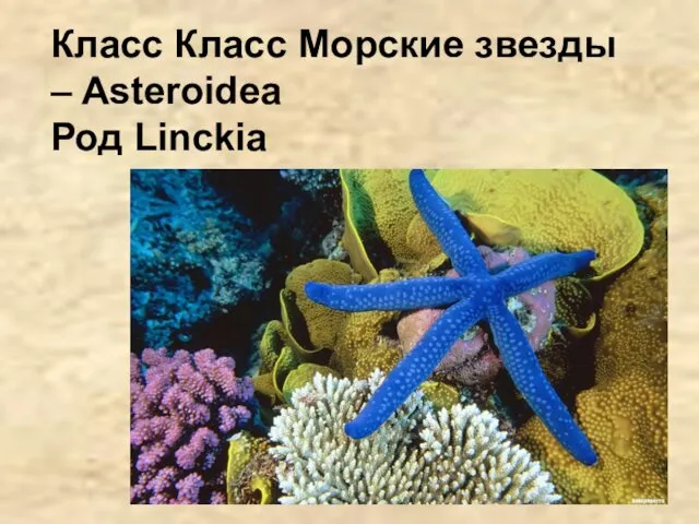 Класс Класс Морские звезды – Asteroidea Род Linckia