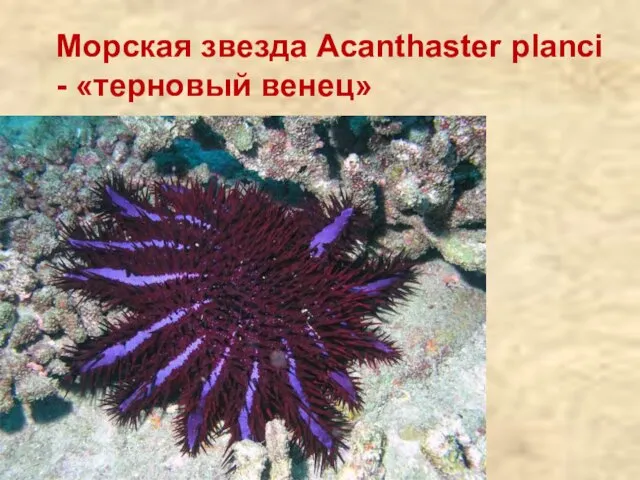 Морская звезда Acanthaster planci - «терновый венец»