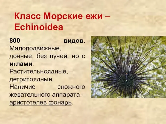 Класс Морские ежи – Echinoidea 800 видов. Малоподвижные, донные, без