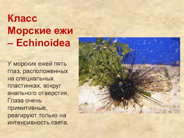 Класс Морские ежи – Echinoidea У морских ежей пять глаз,