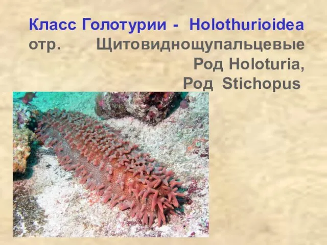 Класс Голотурии - Holothurioidea отр. Щитовиднощупальцевые Род Holoturia, Род Stichopus