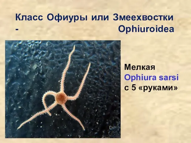 Класс Офиуры или Змеехвостки - Ophiuroidea Мелкая Ophiura sarsi с 5 «руками»