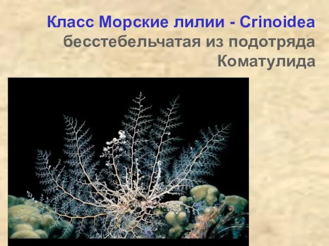 Класс Морские лилии - Crinoidea бесстебельчатая из подотряда Коматулида