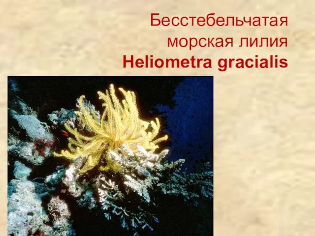 Бесстебельчатая морская лилия Heliometra gracialis