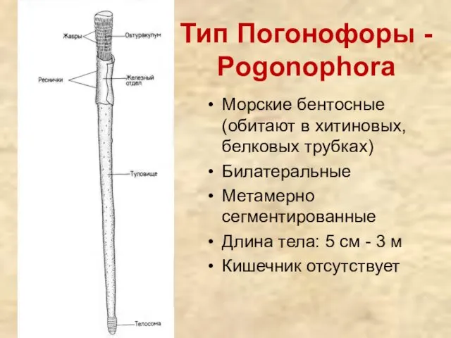Тип Погонофоры - Pogonophora Морские бентосные (обитают в хитиновых, белковых