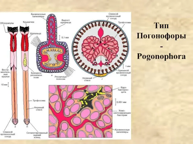 Тип Погонофоры - Pogonophora