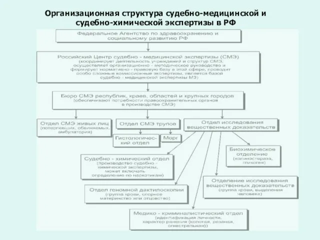 Организационная структура судебно-медицинской и судебно-химической экспертизы в РФ