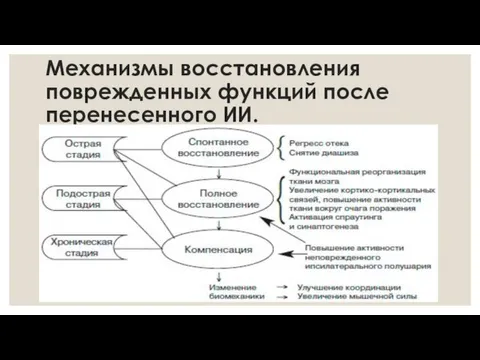 Механизмы восстановления поврежденных функций после перенесенного ИИ.