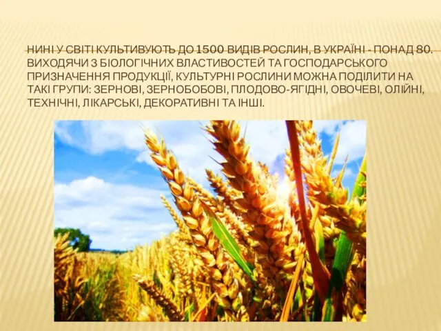 НИНІ У СВІТІ КУЛЬТИВУЮТЬ ДО 1500 ВИДІВ РОСЛИН, В УКРАЇНІ