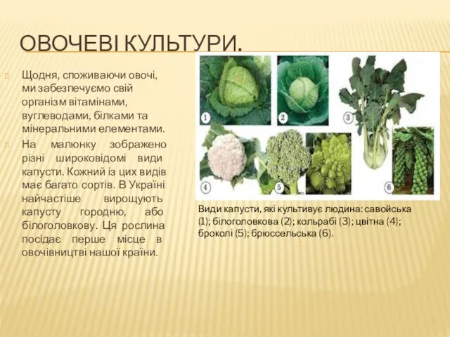 ОВОЧЕВІ КУЛЬТУРИ. Щодня, споживаючи овочі, ми забезпечуємо свій організм вітамінами,