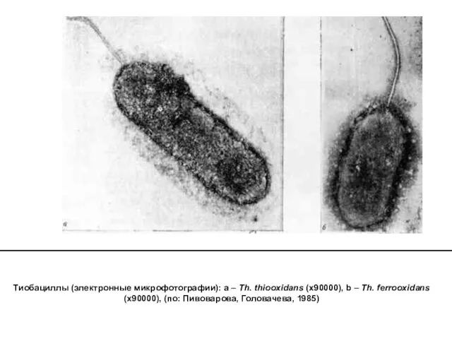 Тиобациллы (электронные микрофотографии): a – Th. thiooxidans (х90000), b –