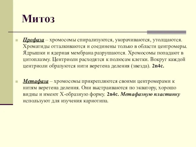 Митоз Профаза – хромосомы спирализуются, укорачиваются, утолщаются. Хроматиды отталкиваются и