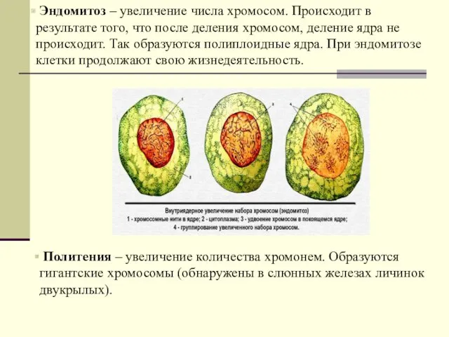 Эндомитоз – увеличение числа хромосом. Происходит в результате того, что