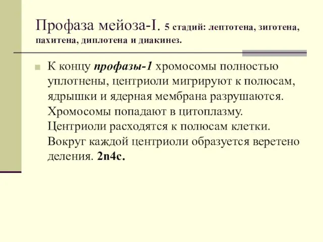 Профаза мейоза-I. 5 стадий: лептотена, зиготена, пахитена, диплотена и диакинез.