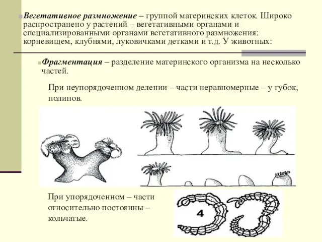 Фрагментация – разделение материнского организма на несколько частей. Вегетативное размножение