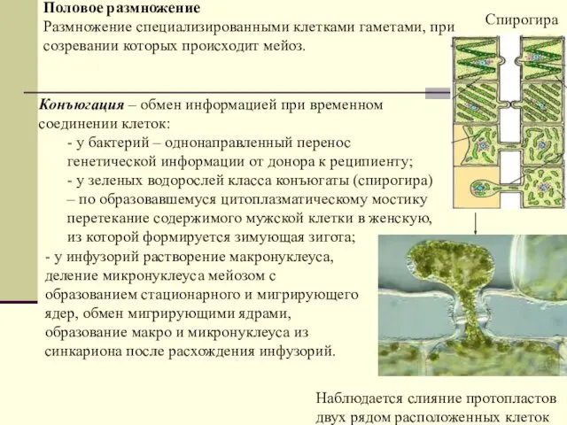 Половое размножение Размножение специализированными клетками гаметами, при созревании которых происходит