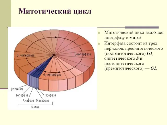 Митотический цикл Митотический цикл включает интерфазу и митоз Интерфаза состоит