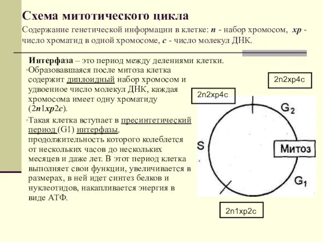 Схема митотического цикла Содержание генетической информации в клетке: п -