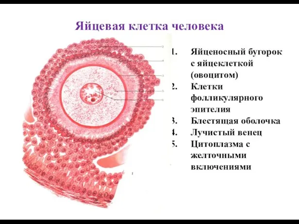 Яйцевая клетка человека Яйценосный бугорок с яйцеклеткой (овоцитом) Клетки фолликулярного