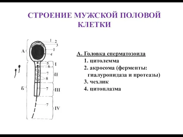 СТРОЕНИЕ МУЖСКОЙ ПОЛОВОЙ КЛЕТКИ А. Головка сперматозоида 1. цитолемма 2.