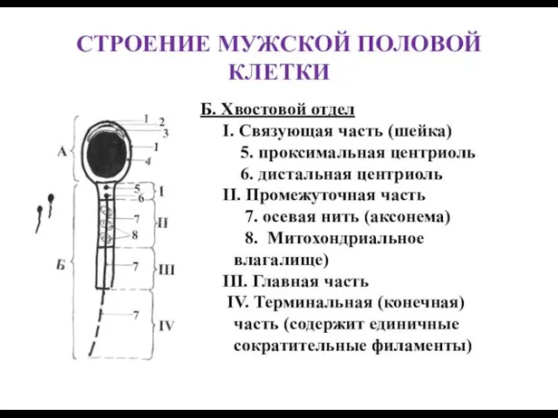 СТРОЕНИЕ МУЖСКОЙ ПОЛОВОЙ КЛЕТКИ Б. Хвостовой отдел I. Связующая часть