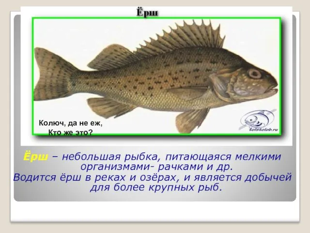 Ёрш – небольшая рыбка, питающаяся мелкими организмами- рачками и др.
