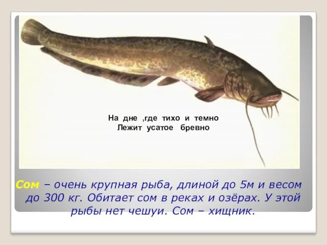 Сом – очень крупная рыба, длиной до 5м и весом