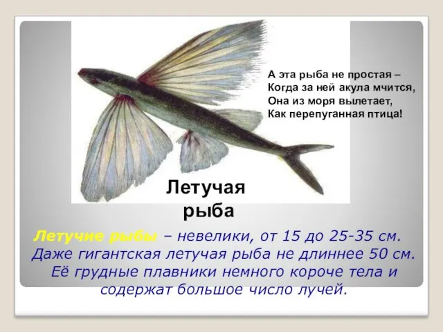 Летучие рыбы – невелики, от 15 до 25-35 см. Даже