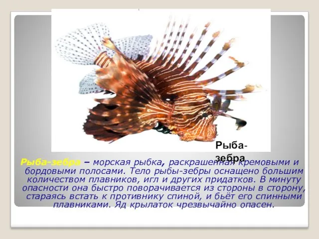 Рыба-зебра – морская рыбка, раскрашенная кремовыми и бордовыми полосами. Тело