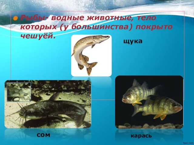 Рыбы- водные животные, тело которых (у большинства) покрыто чешуёй. щука сом карась