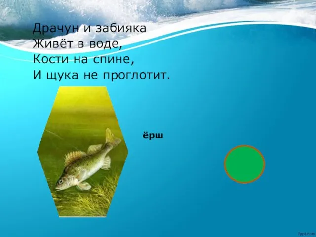 Драчун и забияка Живёт в воде, Кости на спине, И щука не проглотит. ёрш